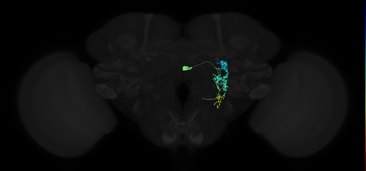 adult lateral accessory lobe-gall-nodulus 1 neuron