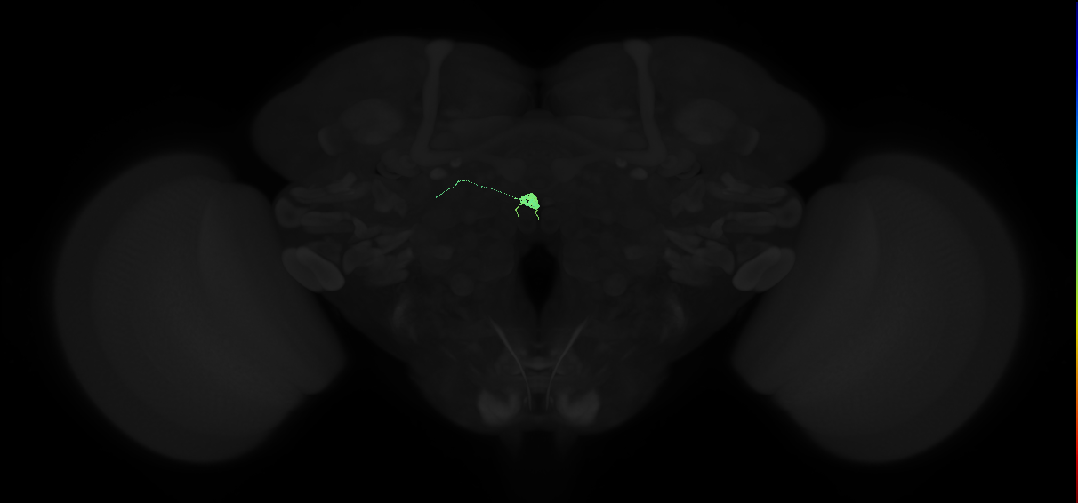 adult lateral accessory lobe-gall-nodulus 1 neuron