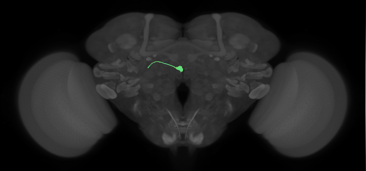 GLNO(LAL-NO1)_L (FlyEM-HB:1509098829)