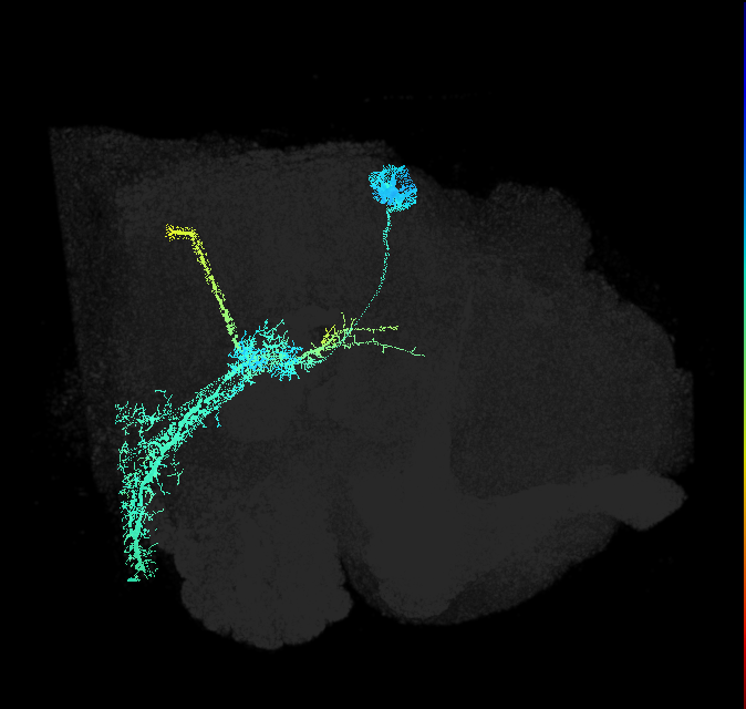 giant fiber neuron