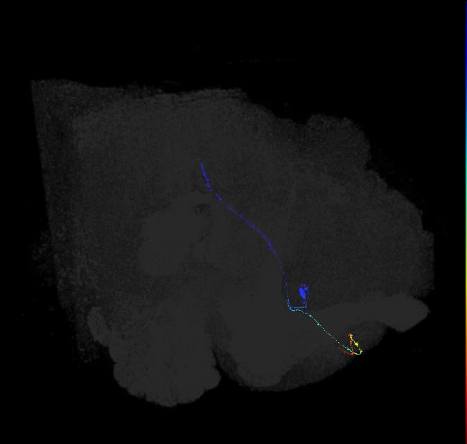 lobula plate tangential neuron H1