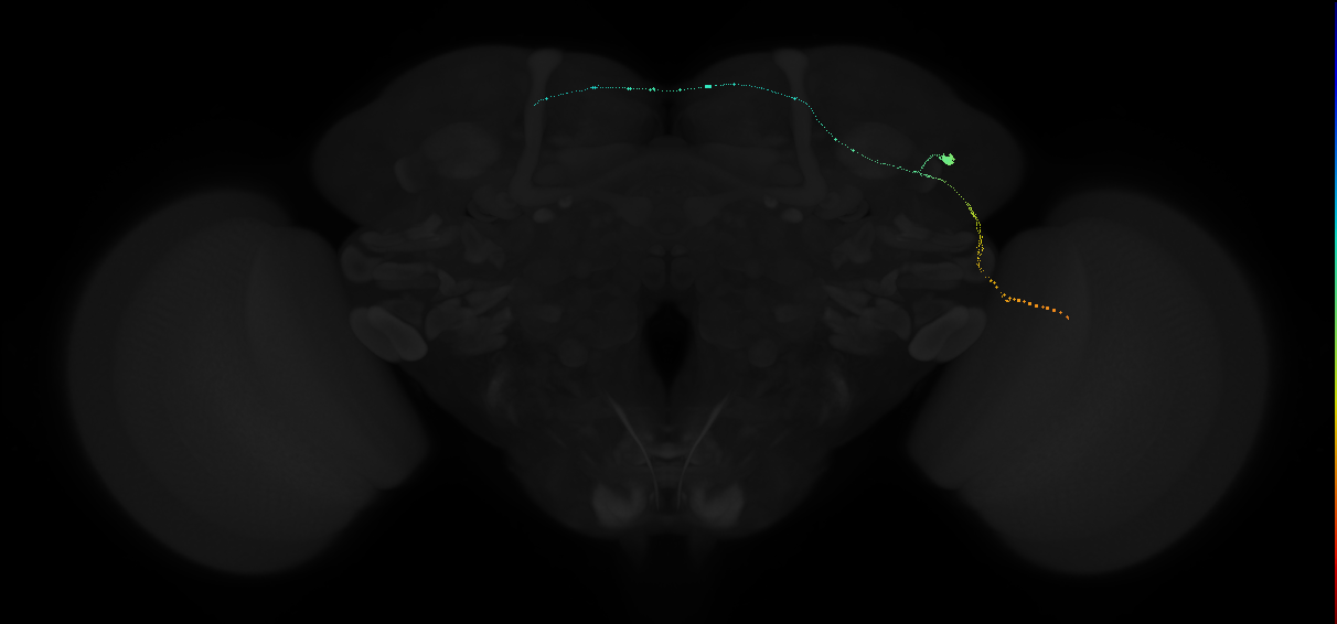 lobula plate tangential neuron H1