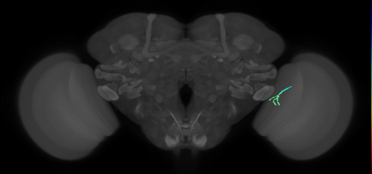 HBeyelet_001 (FlyEM-HB:5813024792)