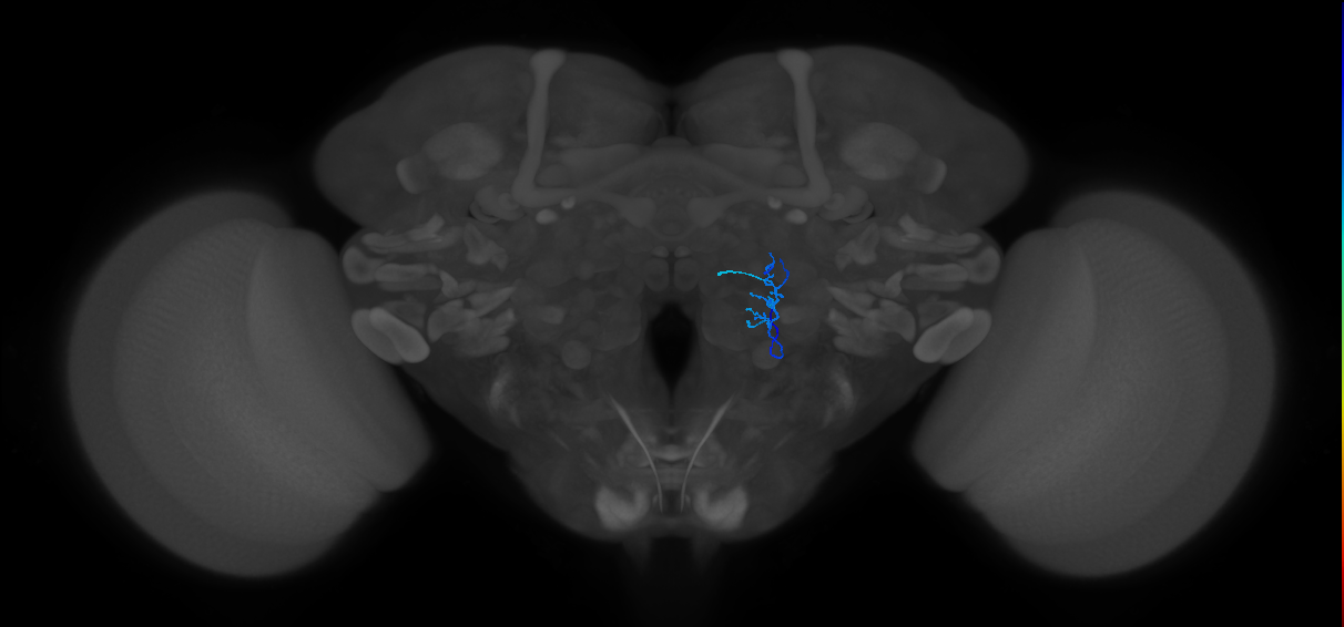 HRN_VP1d_R (FlyEM-HB:1978908720)