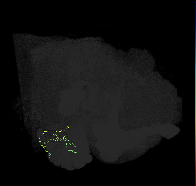 HRN_VP1d_R (FlyEM-HB:5813066988)