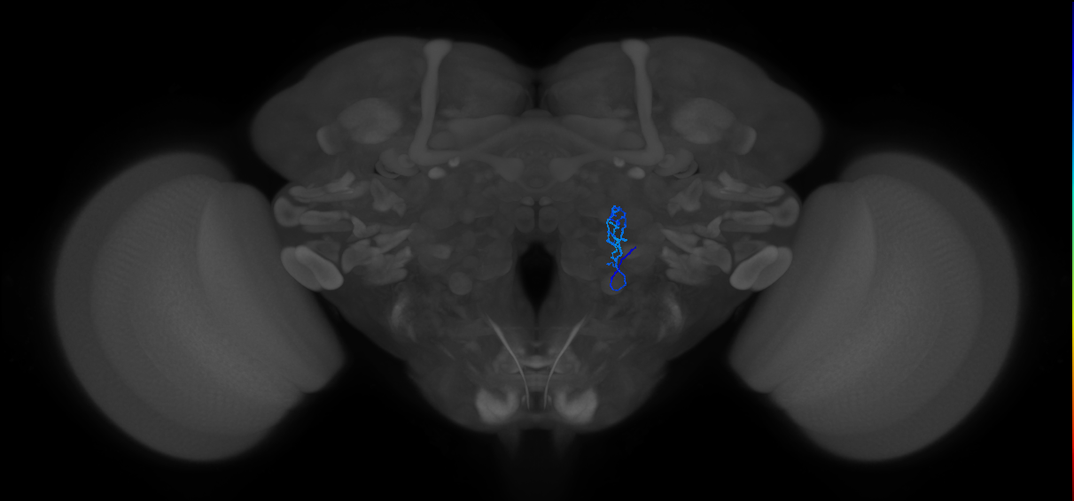 HRN_VP1d_R (FlyEM-HB:1918889952)
