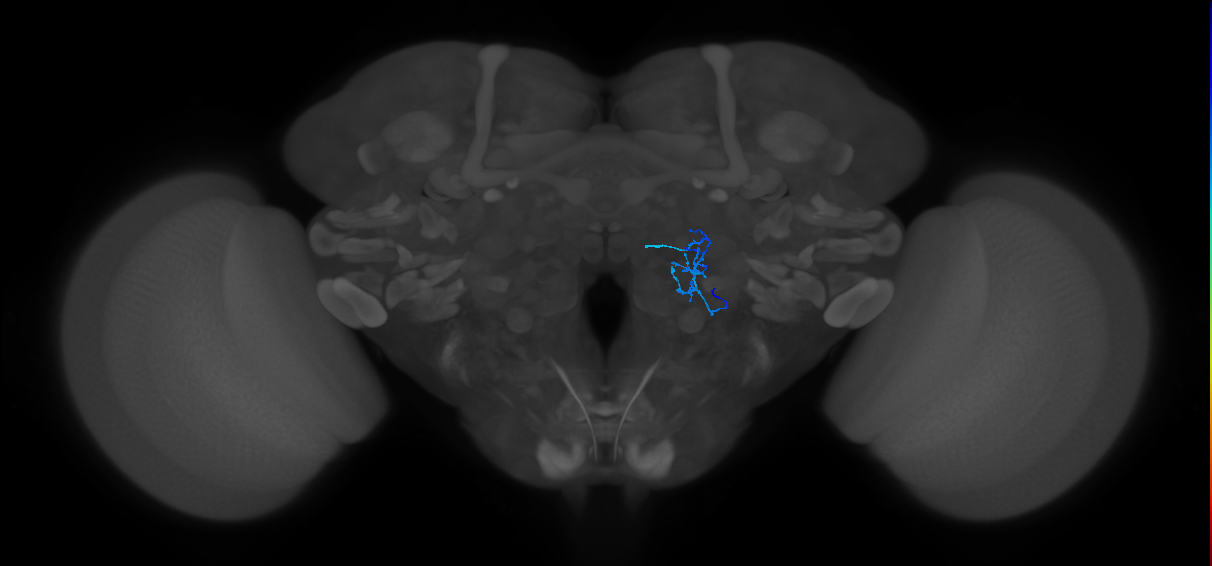 HRN_VP1d_R (FlyEM-HB:1884138473)