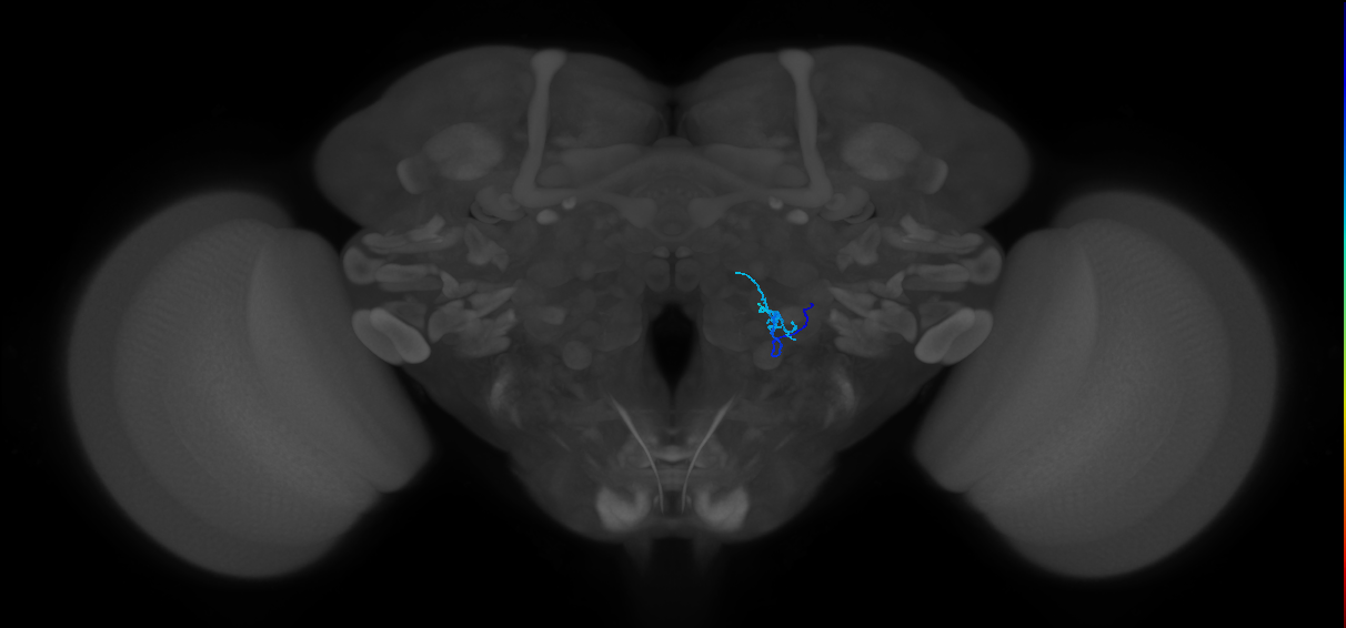 HRN_VP1l_R (FlyEM-HB:2133060479)