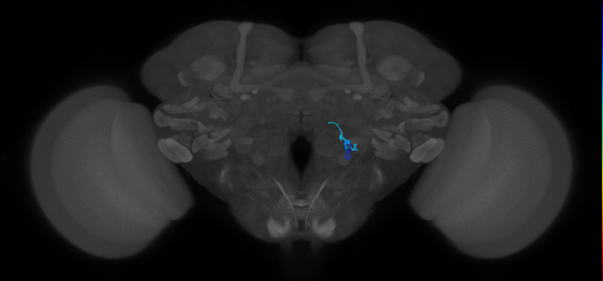 HRN_VP1l_R (FlyEM-HB:1977898840)