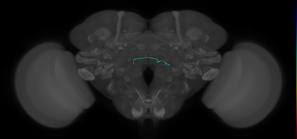 HRN_VP4_L (FlyEM-HB:1790027507)