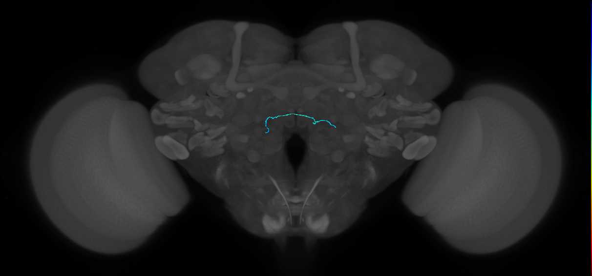 HRN_VP4_L (FlyEM-HB:5901202939)