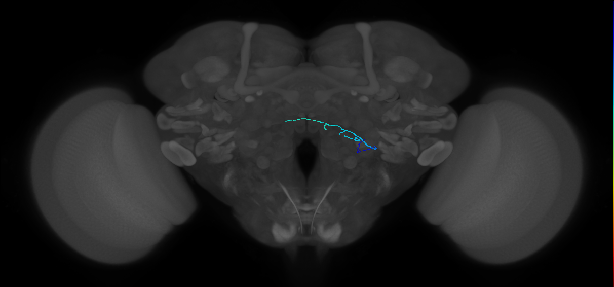 HRN_VP4_R (FlyEM-HB:1977208602)