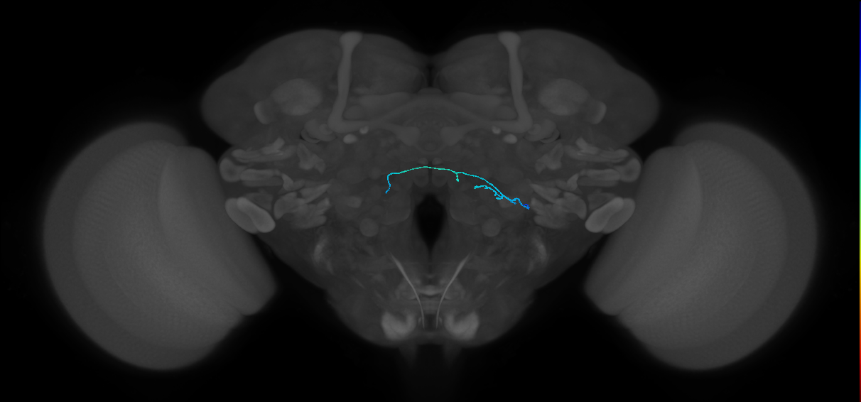 HRN_VP4_R (FlyEM-HB:5812999627)