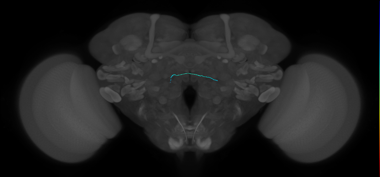 HRN_VP4_L (FlyEM-HB:1758664692)