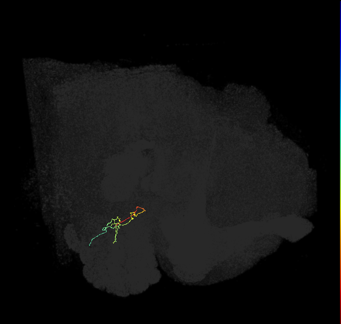 HRN_VP4_R (FlyEM-HB:1883783789)