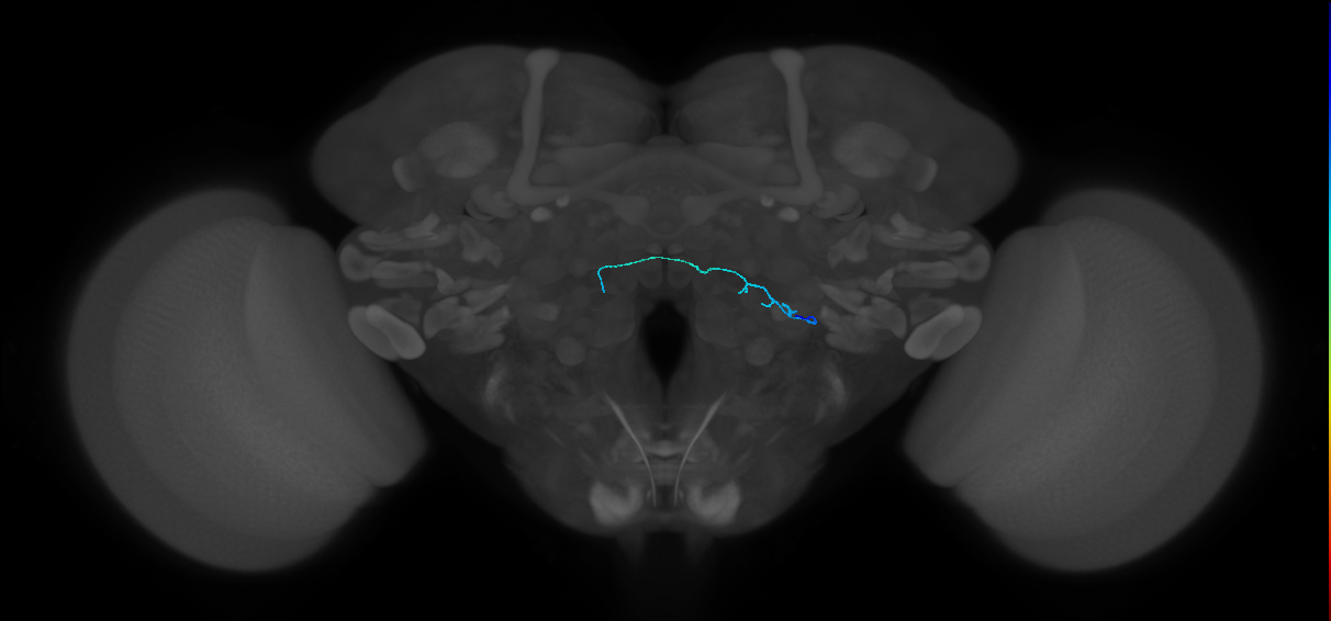 HRN_VP4_R (FlyEM-HB:2008920639)