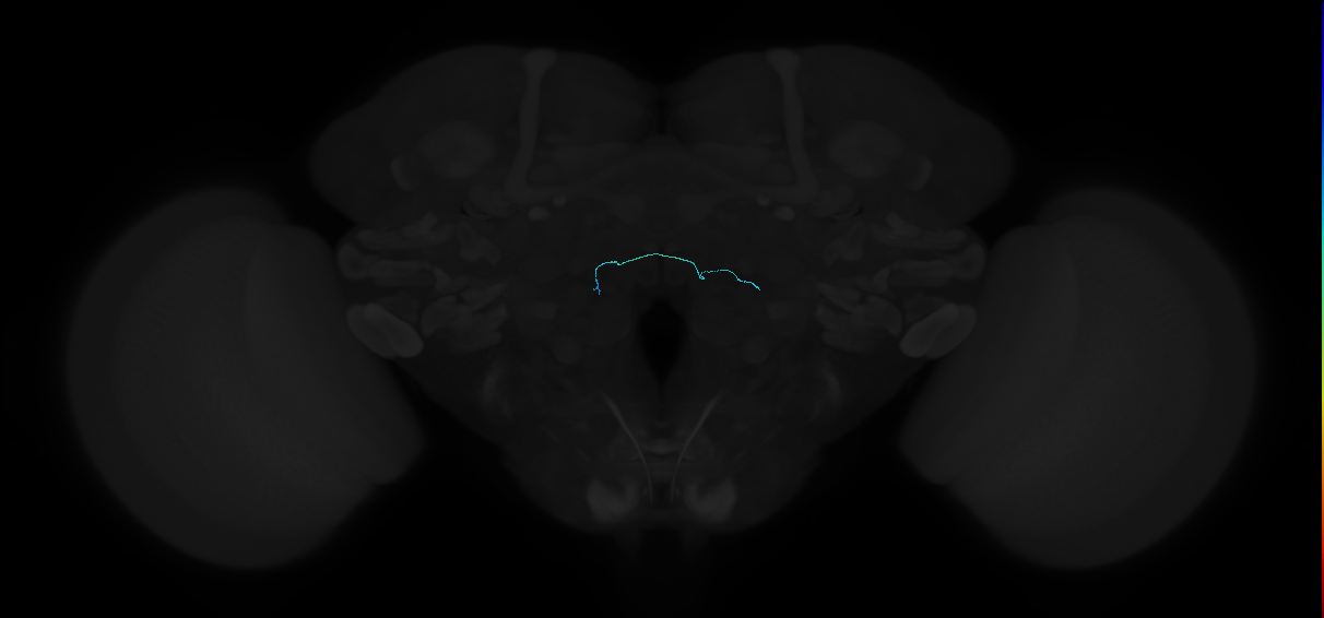 adult antennal lobe receptor neuron
