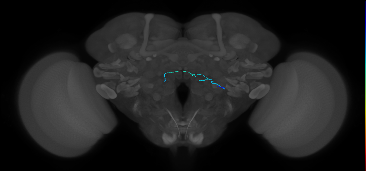 HRN_VP4_R (FlyEM-HB:1883783945)