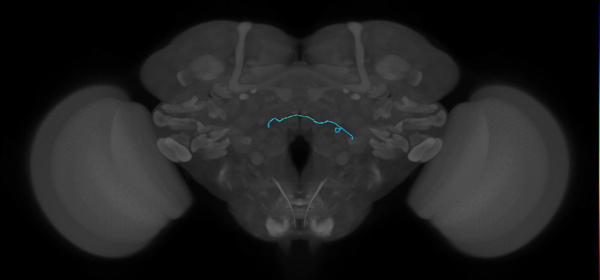 HRN_VP4_L (FlyEM-HB:1884125111)