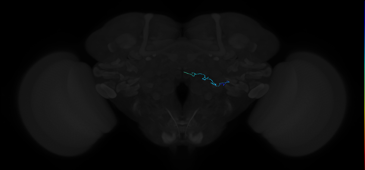 adult antennal lobe receptor neuron