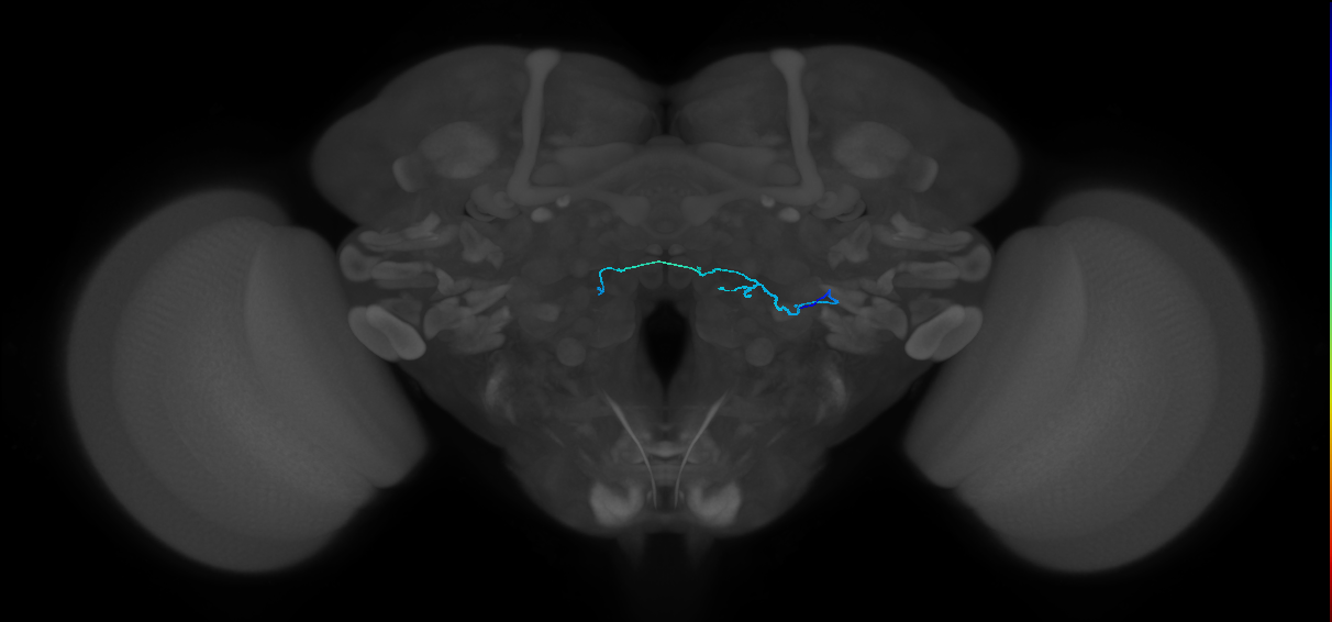 HRN_VP4_R (FlyEM-HB:1977890767)