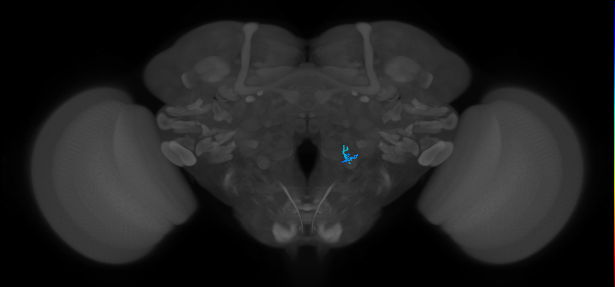 HRN_VP5_R (FlyEM-HB:2131372466)