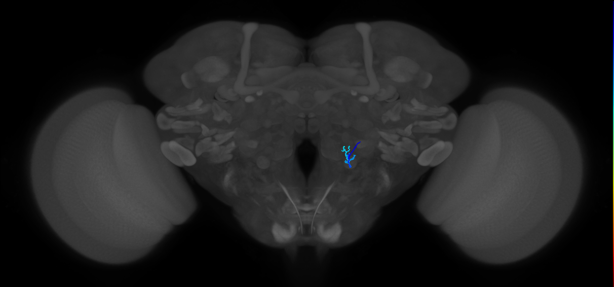 HRN_VP5_R (FlyEM-HB:2131372546)