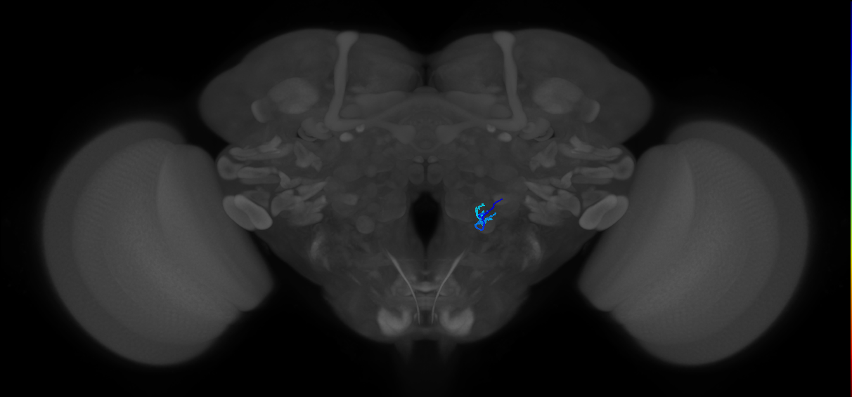 HRN_VP5_R (FlyEM-HB:2162739943)