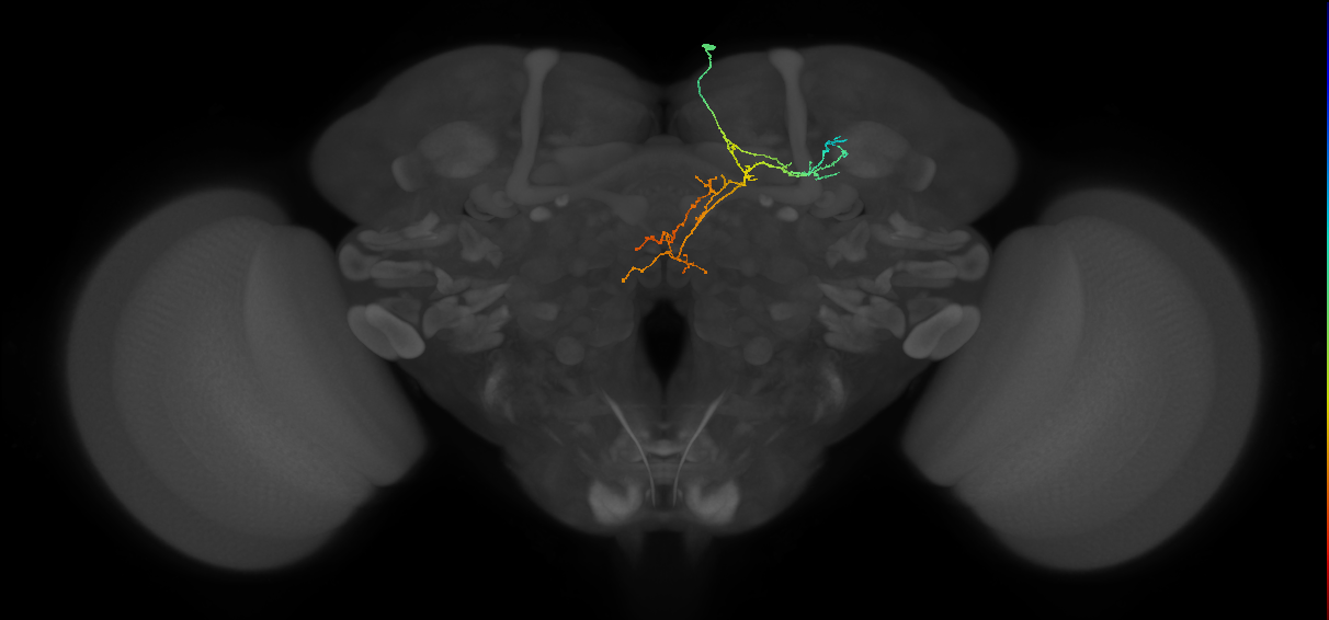 IB002_R (FlyEM-HB:5812989377)