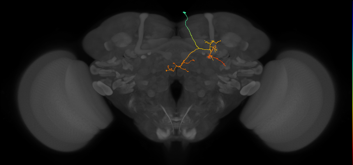 IB004_R (FlyEM-HB:706183893)