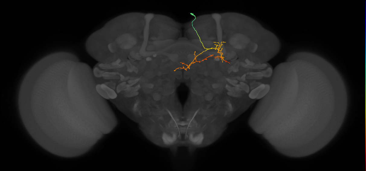 IB004_R (FlyEM-HB:675490109)