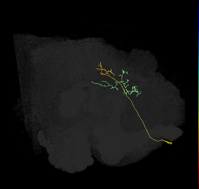 IB004_R (FlyEM-HB:706183789)