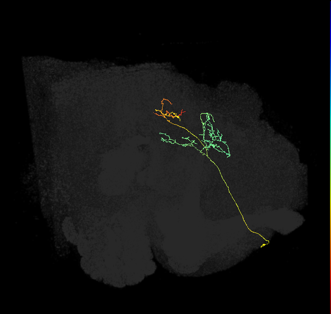 IB004_R (FlyEM-HB:675490002)