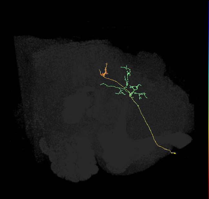 IB004_R (FlyEM-HB:767571712)