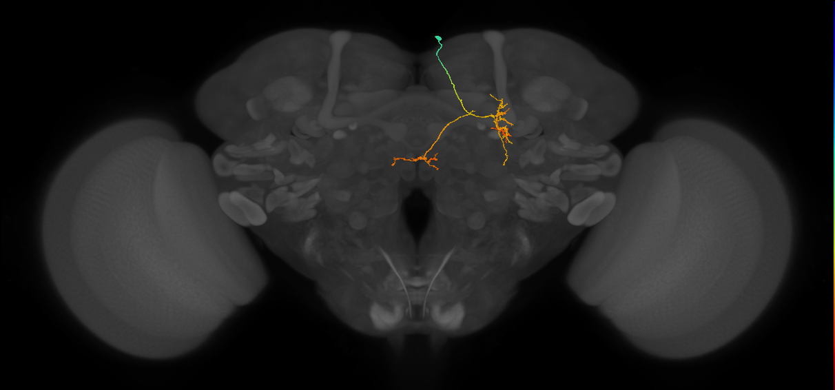 IB004_R (FlyEM-HB:767571712)