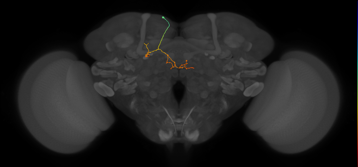 IB004(ADM01)_L (FlyEM-HB:5813016254)