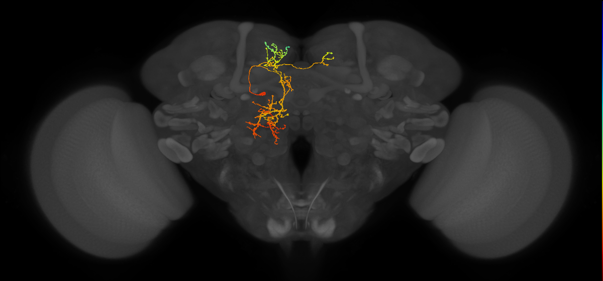 IB022(PDM09)_L (FlyEM-HB:978056035)