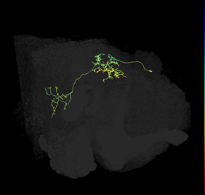 IB032_R (FlyEM-HB:972175754)