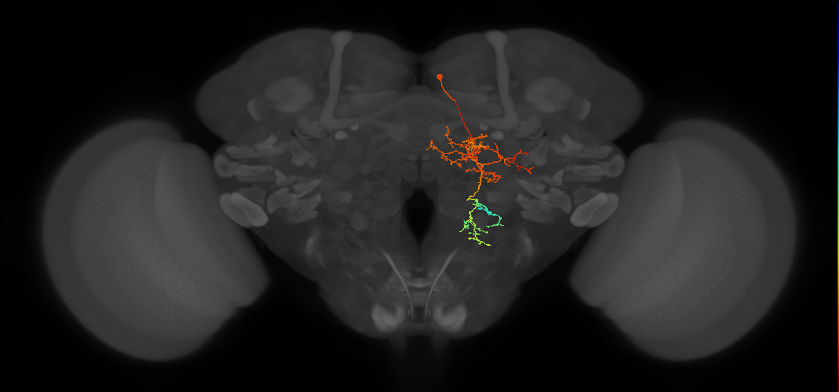 IB032_R (FlyEM-HB:1158385516)