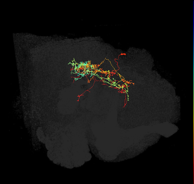 IB038(PDM21)_L (FlyEM-HB:945647730)