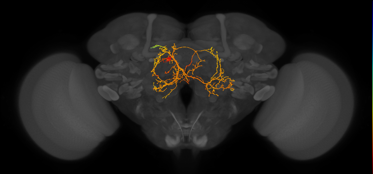 IB038(PDM21)_L (FlyEM-HB:5813022738)