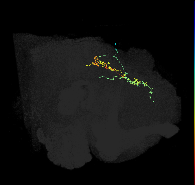 IB054_R (FlyEM-HB:1099048104)