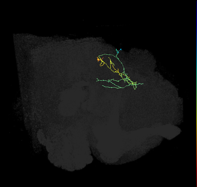 IB054_R (FlyEM-HB:821051099)