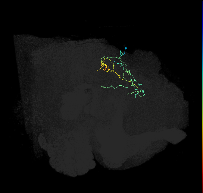 IB055_R (FlyEM-HB:1006233268)