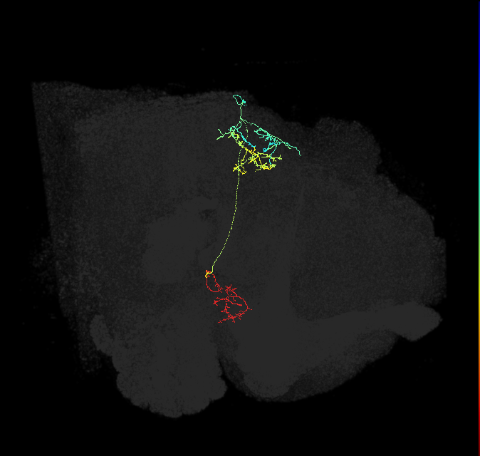 IB072_R (FlyEM-HB:1283552888)