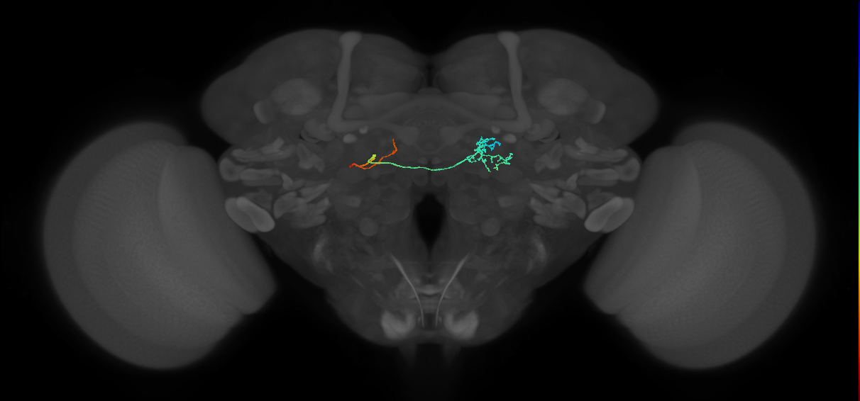IB073(PVM03)_L (FlyEM-HB:1512034076)
