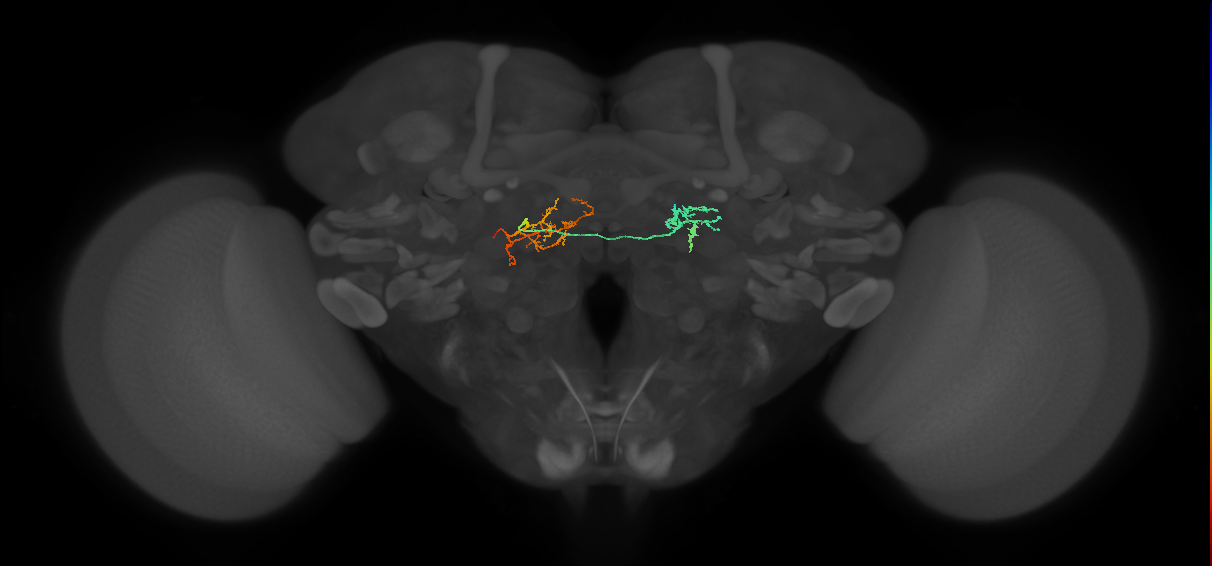 IB084(PVM03)_L (FlyEM-HB:5813094560)