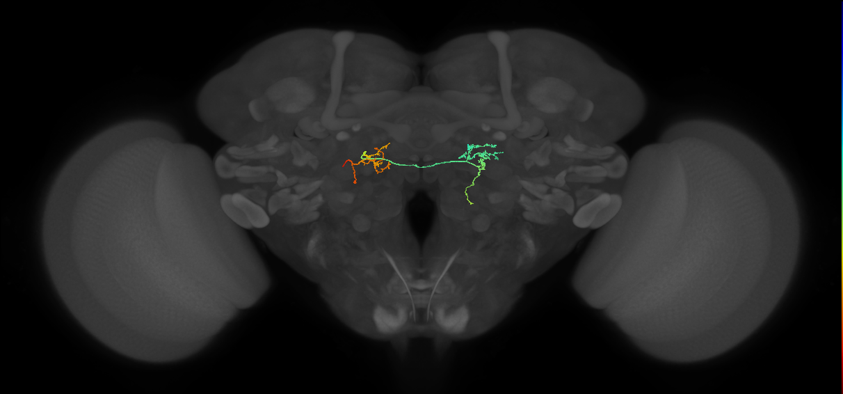 IB084(PVM03)_L (FlyEM-HB:5812989802)