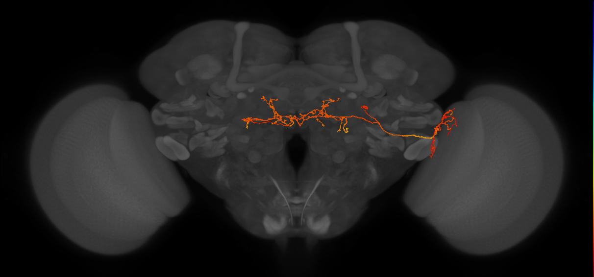 IB085_R (FlyEM-HB:1377002848)