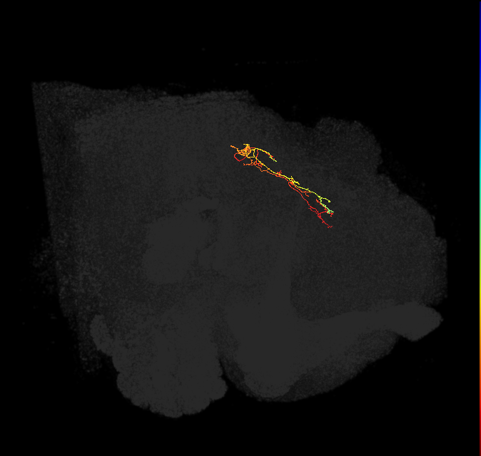 IB090(PVM08)_L (FlyEM-HB:1284657924)